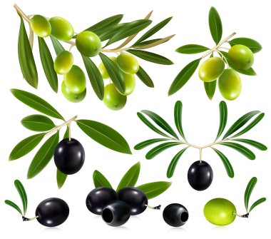 Zeytin yaprağı ile