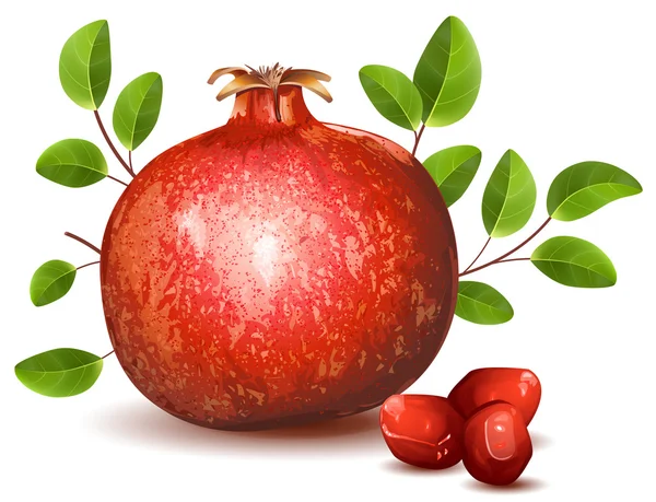 Pomegranate with leaves — Stock Vector