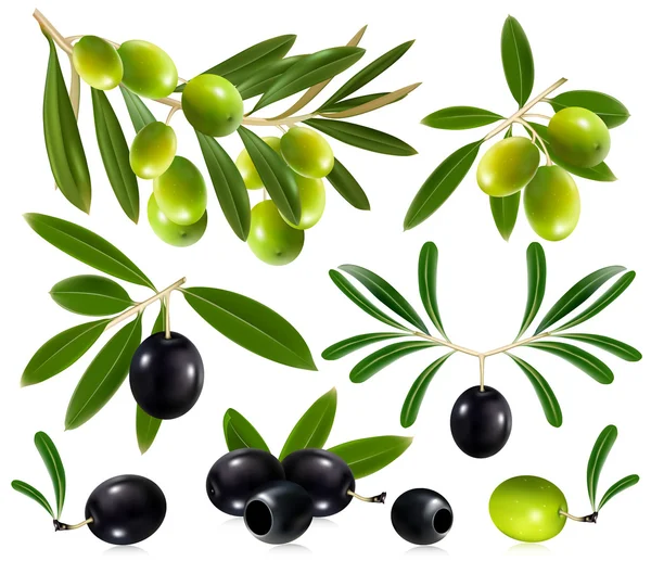 Olives with leaves — Stock Vector