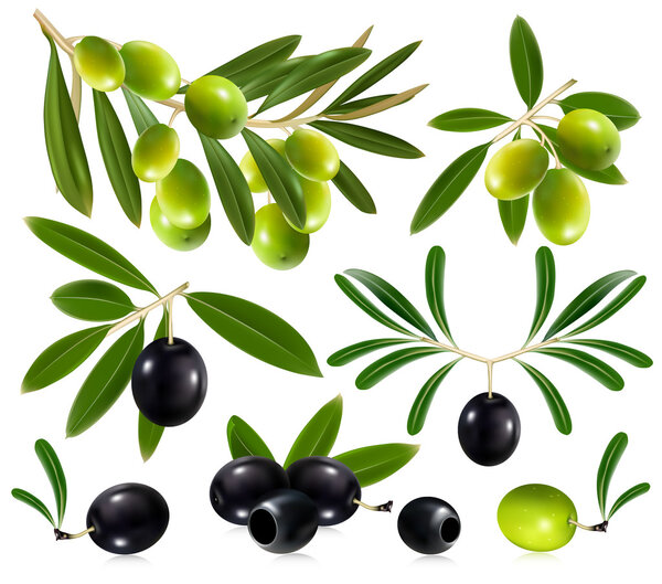Olives with leaves