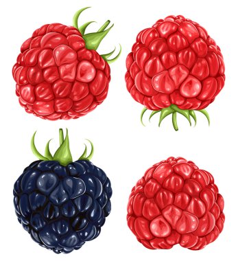 Raspberries & blackberry clipart