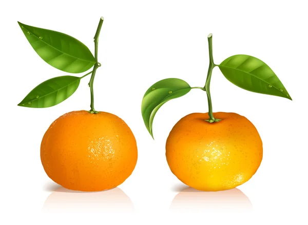 Frutas frescas de mandarina con hojas verdes . — Vector de stock