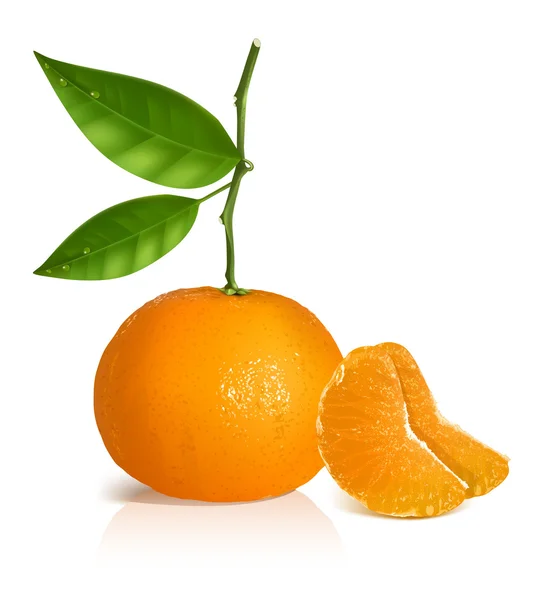 Vers tangerine fruit met groene bladeren. — Stockvector