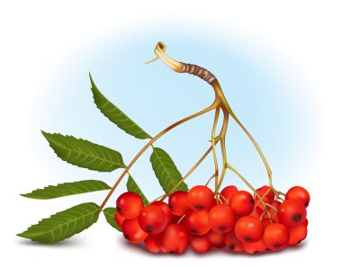 Ashberry kış zemin üzerine.