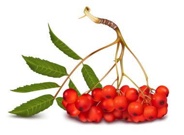 Ashberry.