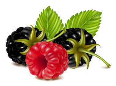 Ripe raspberry and blackberries clipart