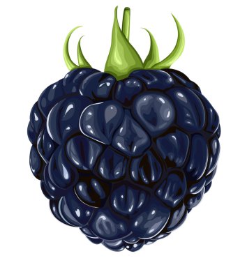 siyah böğürtlen yaprakları ile.