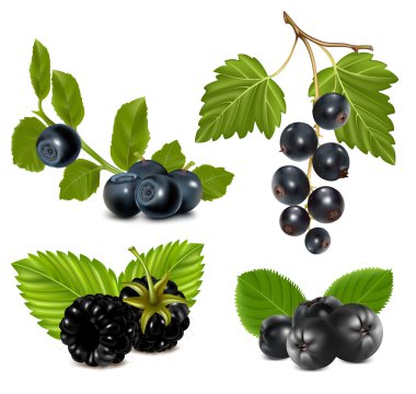 Black berries with leaves. clipart