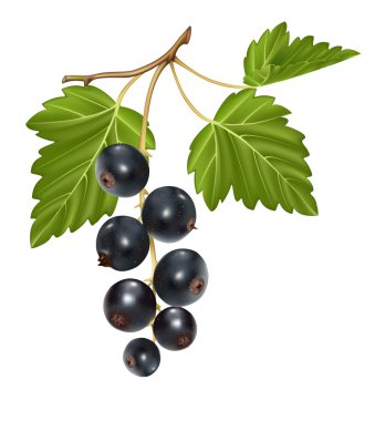 Siyah frenk üzümü küme