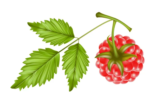 Framboise aux feuilles — Image vectorielle