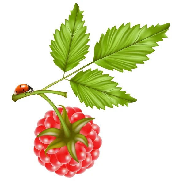 Raspberry and ladybug — Stock Vector