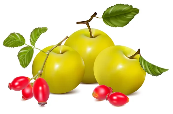 Manzana roja y rosa mosqueta . — Vector de stock