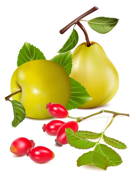 Яблоко и груша с ягодами собачьей розы . — стоковый вектор
