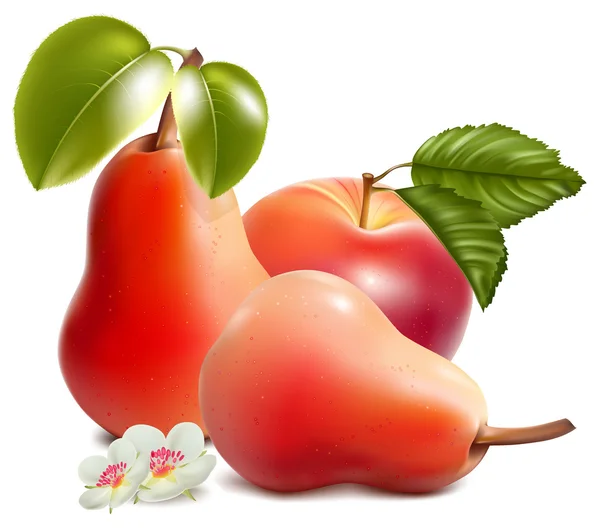Maturare mela rossa e pere . — Vettoriale Stock