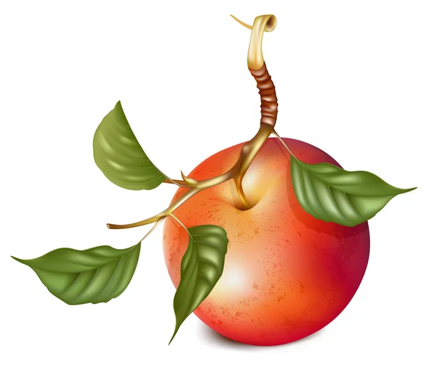 Manzana roja madura — Vector de stock