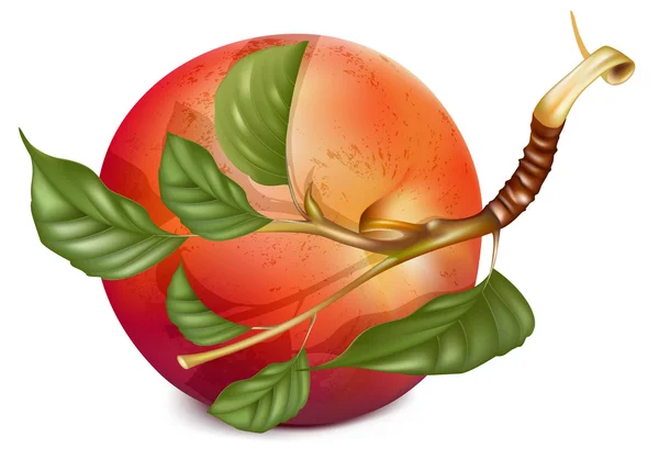 熟透的红苹果 — 图库矢量图片
