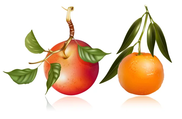 Manzana roja madura y mandarina fresca — Vector de stock