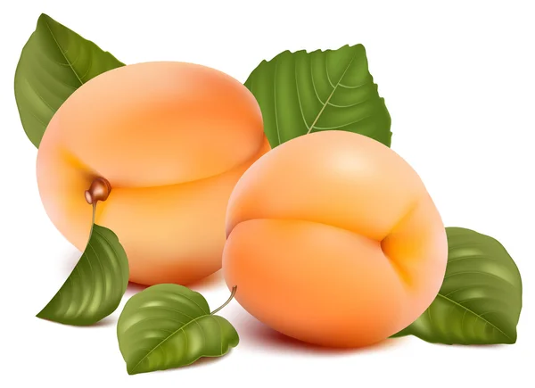 Apricots with leaves. — Stock Vector