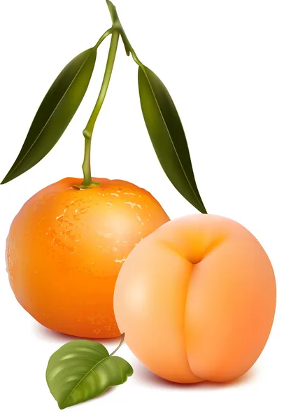 Mandarina con hojas verdes y albaricoque . — Vector de stock