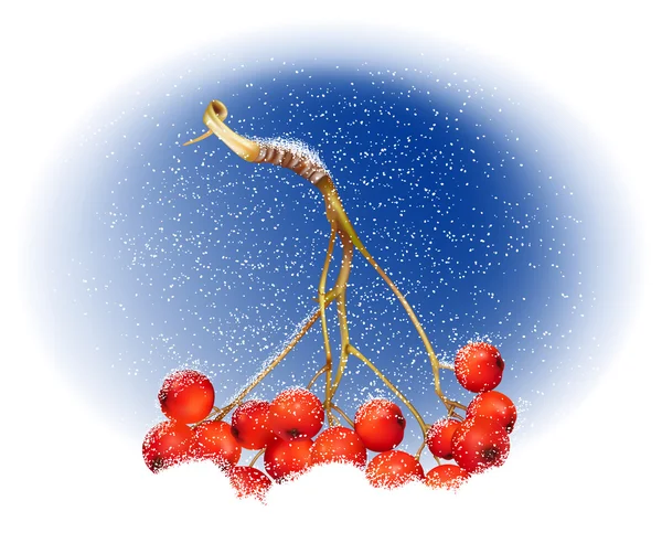 Framboise en hiver — Image vectorielle