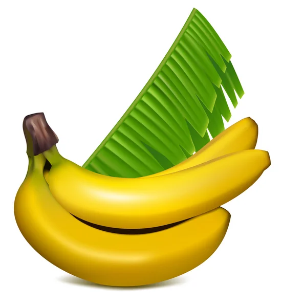Gelbe Bananen mit Blättern — Stockvektor