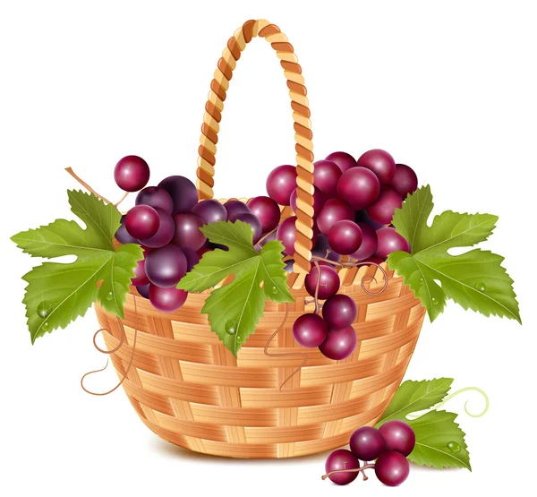 Mazzo d'uva nel cesto . — Vettoriale Stock