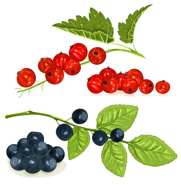 Red currants and blueberries — Stock Vector