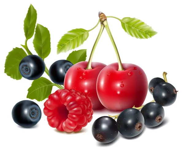 Kirschen, schwarze Johannisbeeren, Himbeeren und Blaubeeren — Stockvektor