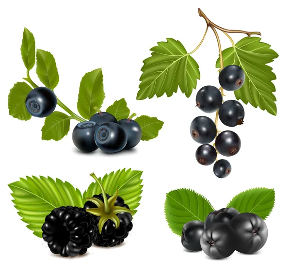 Schwarze Beeren mit Blättern. — Stockvektor