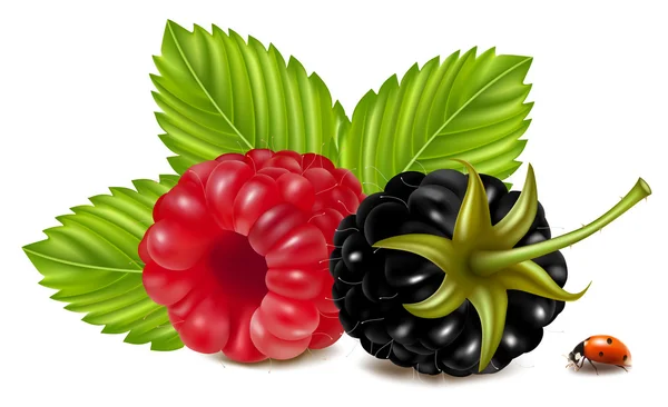 Ripe raspberries and blackberry — Stock Vector