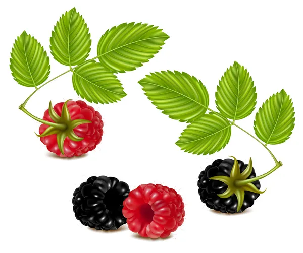 Raspberry matang dan blackberry - Stok Vektor