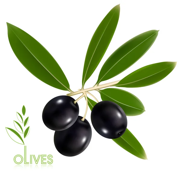 Aceitunas negras con hojas . — Vector de stock