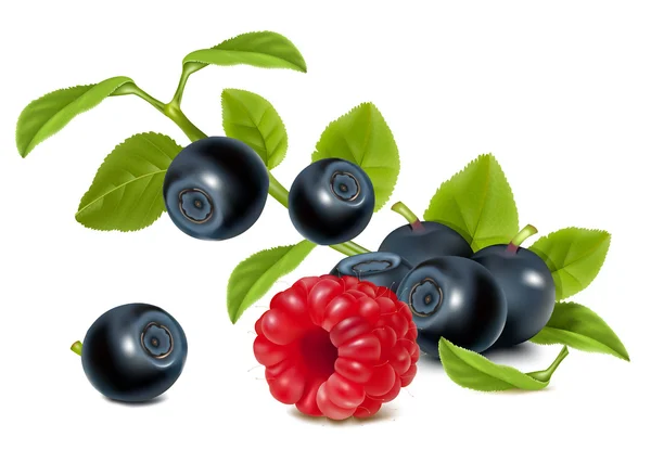 Bilberries and raspberry. — Stock Vector