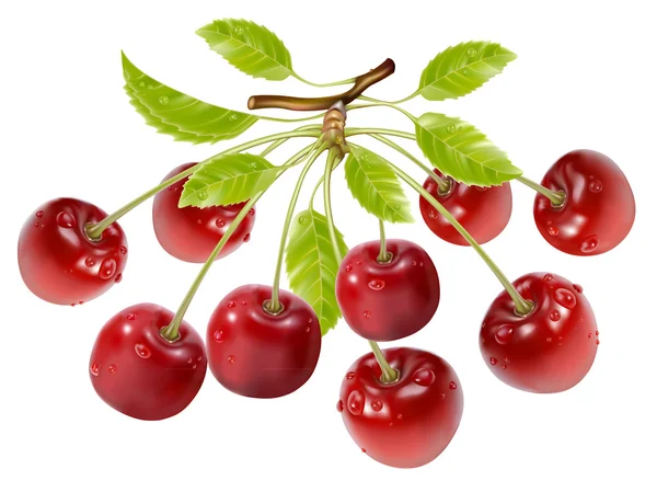 Cherries with water drops and leaves — Stock Vector