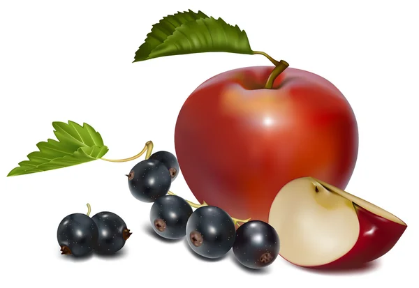 Manzanas y grosellas negras — Vector de stock