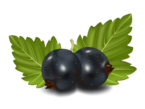 Black currant cluster — Stock Vector