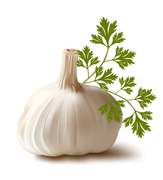 Garlic with parsley. — Stock Vector