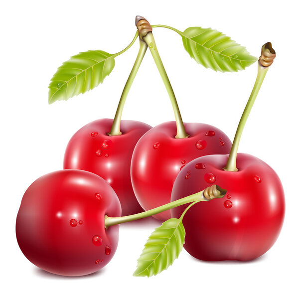 Vector cherries with leaves