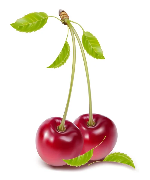 Cherries with leaves. — Stock Vector