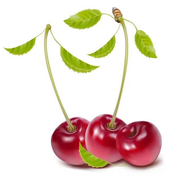 Cerezas con hojas — Vector de stock