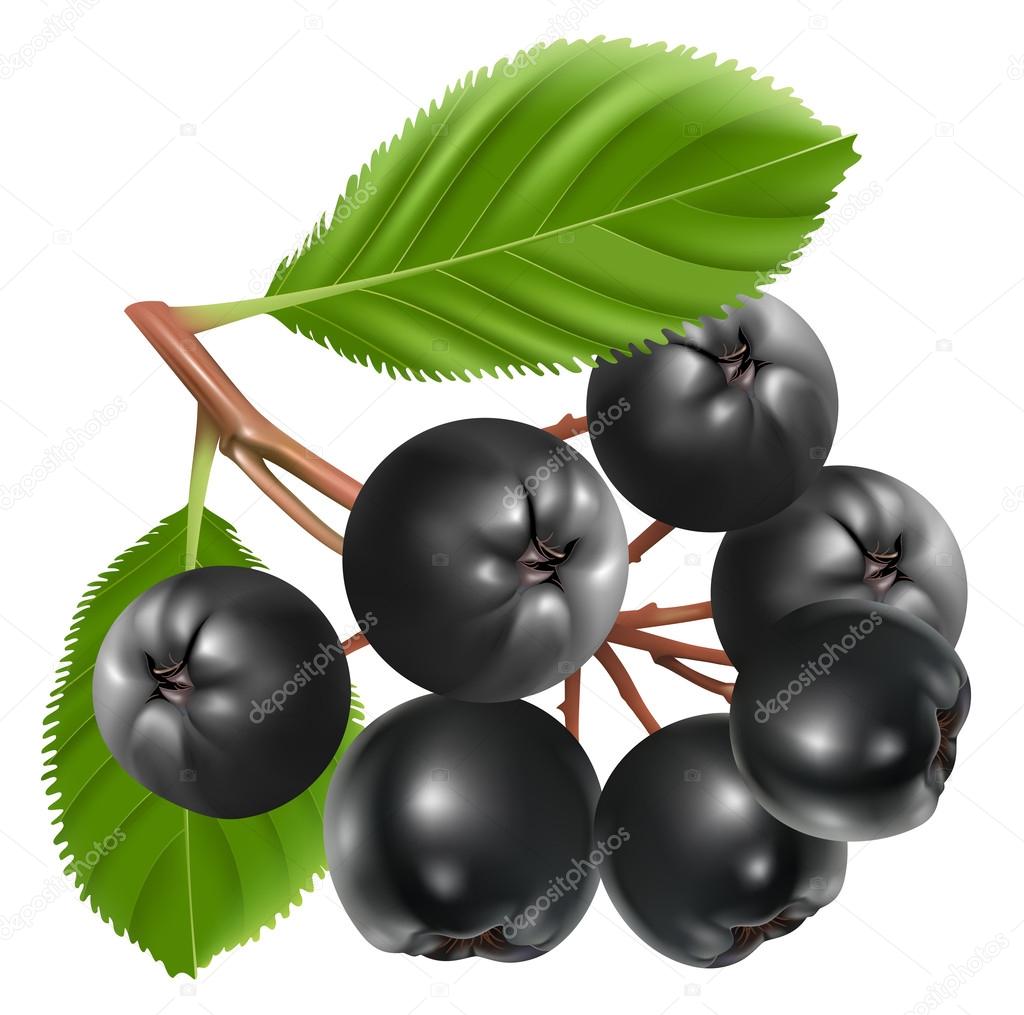 Vector aronia berries