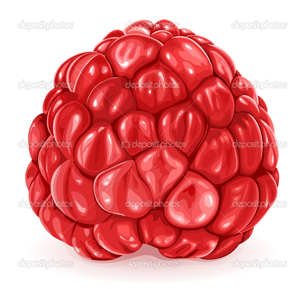 Vector illustration of raspberry.