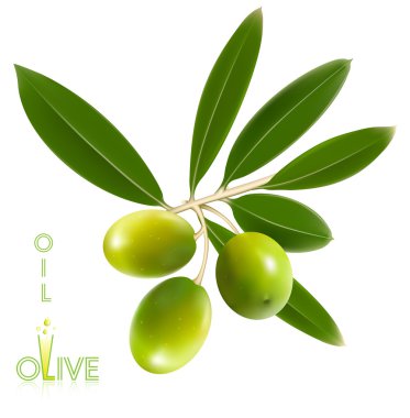 yapraklar yeşil zeytin.