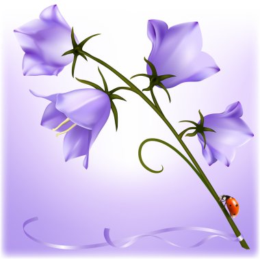 Bluebell uğur böceği ile.