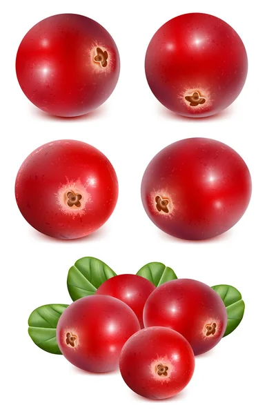 Ripe red cranberries — Stock Vector