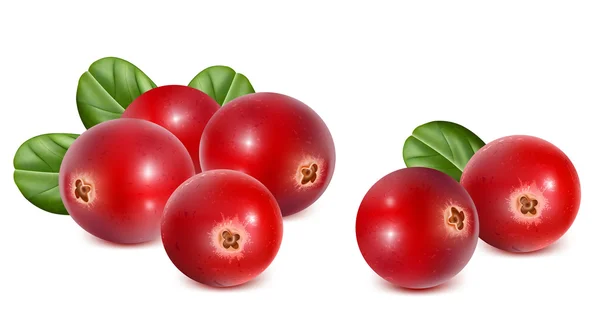 Cranberries vermelhas maduras — Vetor de Stock