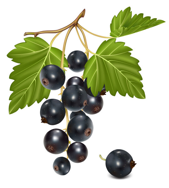 Black currant cluster