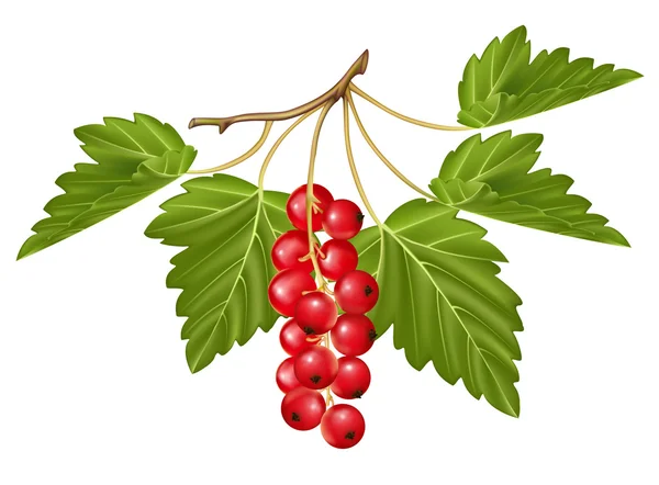 Vector red currant. — Stock Vector