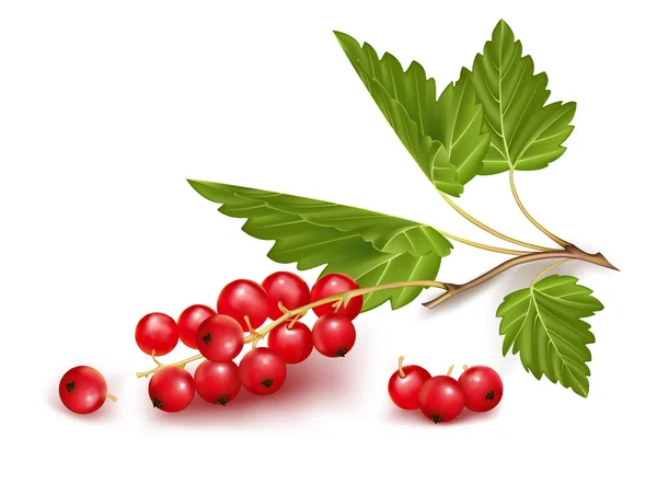 Vector red currant. — Stock Vector