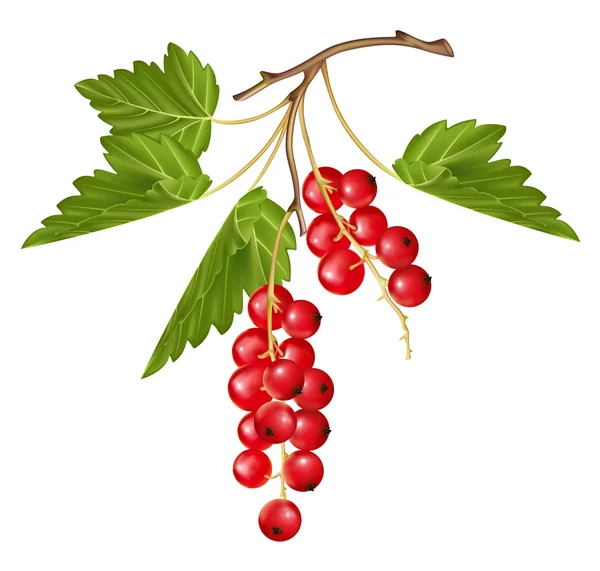 Vektor merah currant . - Stok Vektor